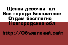 Щенки девочки 4шт - Все города Бесплатное » Отдам бесплатно   . Новгородская обл.